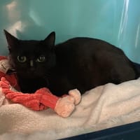 EBENE, chatte à adopter