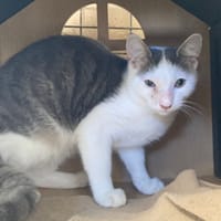 ALYO, chat à adopter