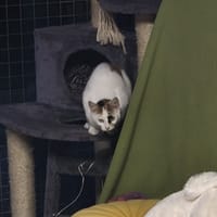 Rosalie, chatte à adopter