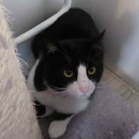 SMOKE, chat à adopter