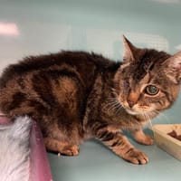 LIZBETH, chatte à adopter