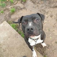 ULYSSE QCN, chien à adopter