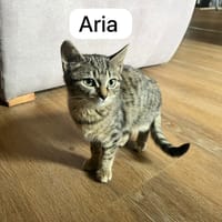 Aria, chatte à adopter