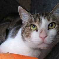 SHUBTI, chat à adopter