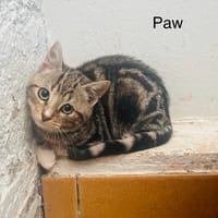 Paw, chat à adopter