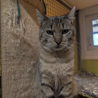 TREVOR A17161, chat à adopter