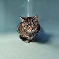 BLOOM, chat à adopter