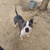 Pablo, chien à adopter