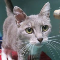 PENDULE, chatte à adopter