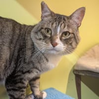 CELESTIN A17201, chat à adopter