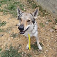 Reaper, chien à adopter