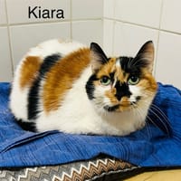 Kiara, chatte à adopter