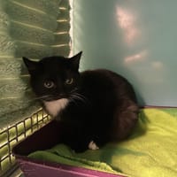 MITAINE, chat à adopter