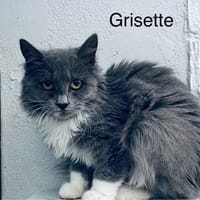 Grisette, chatte à adopter