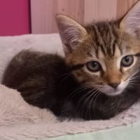 Blue, chatte à adopter