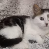 Balthazar, chat à adopter
