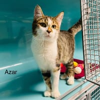 Azar, chat à adopter