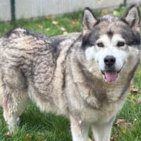 Neïla CAA14139, chienne à adopter