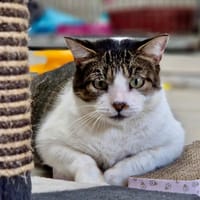 POMPON, chat à adopter