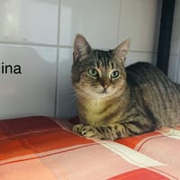 Mina, chatte à adopter