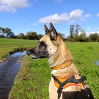 MOENA, chienne à adopter