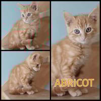 ABRICOT  A RESERVER, chat à adopter