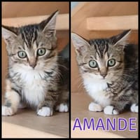 AMANDE  A RESERVER, chatte à adopter