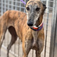 ESTUPENDA, chienne à adopter