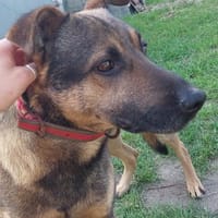 Niuniuś, pies do adopcji