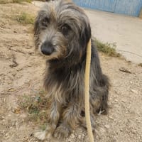 DARIO (Patas jumila), chien à adopter
