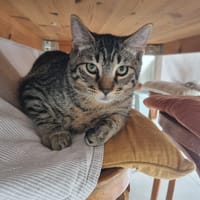 alby, chat à adopter
