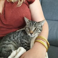 aribo, chat à adopter