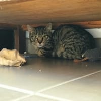 andy, chat à adopter