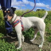 CHICO, chien à adopter