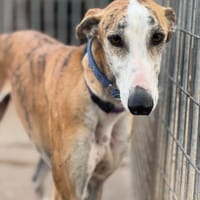FELIPE, chien à adopter
