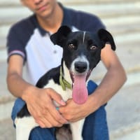 JAGGER (Martina), chien à adopter