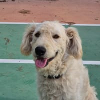 POLAR (Martina), chien à adopter