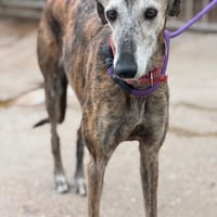 CARIÑO, chien à adopter