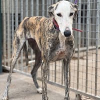 CHARLATANA, chienne à adopter