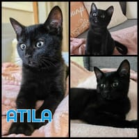 ATILA   A RESERVER, chat à adopter