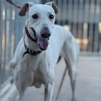 COBRA, chienne à adopter