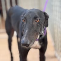 ORION, chien à adopter
