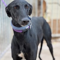 NINO, chien à adopter