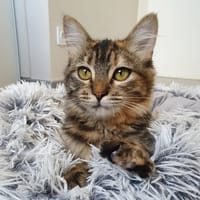 LYWEN, chatte à adopter