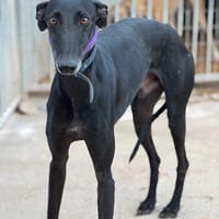 NEGRIN, chien à adopter