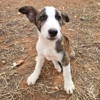 HUGO, chien à adopter
