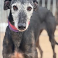 NALU, chienne à adopter