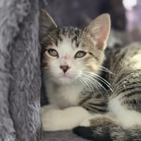 ZAZOU, chat à adopter