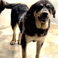 NORA (Maria), chienne à adopter