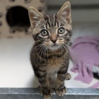 ATTILA, chat à adopter